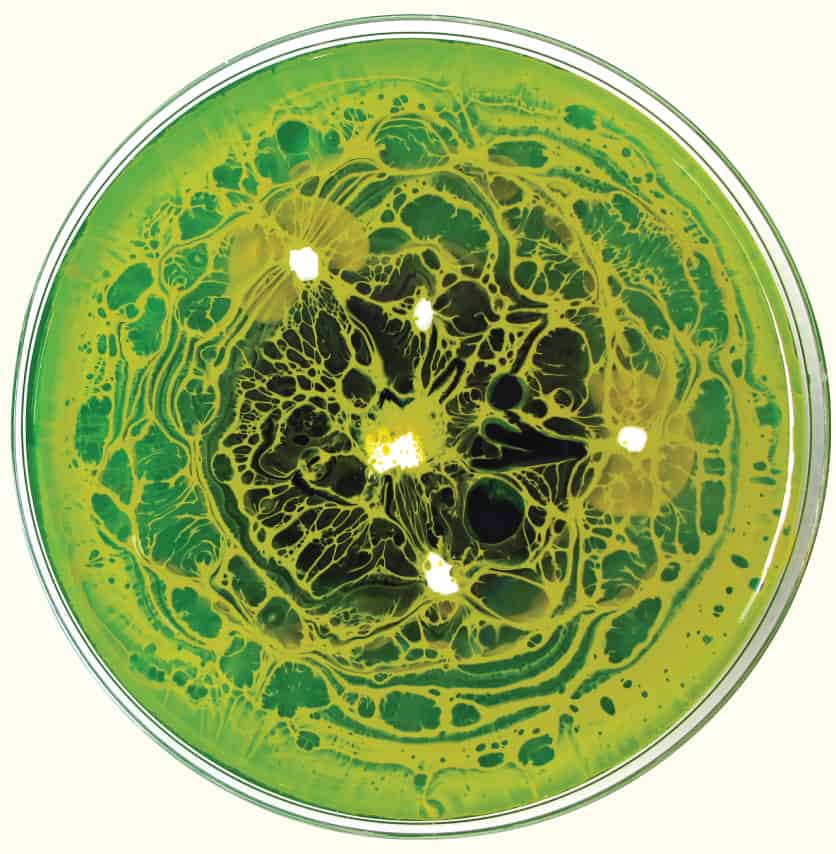 Cellarmaker Label Artwork