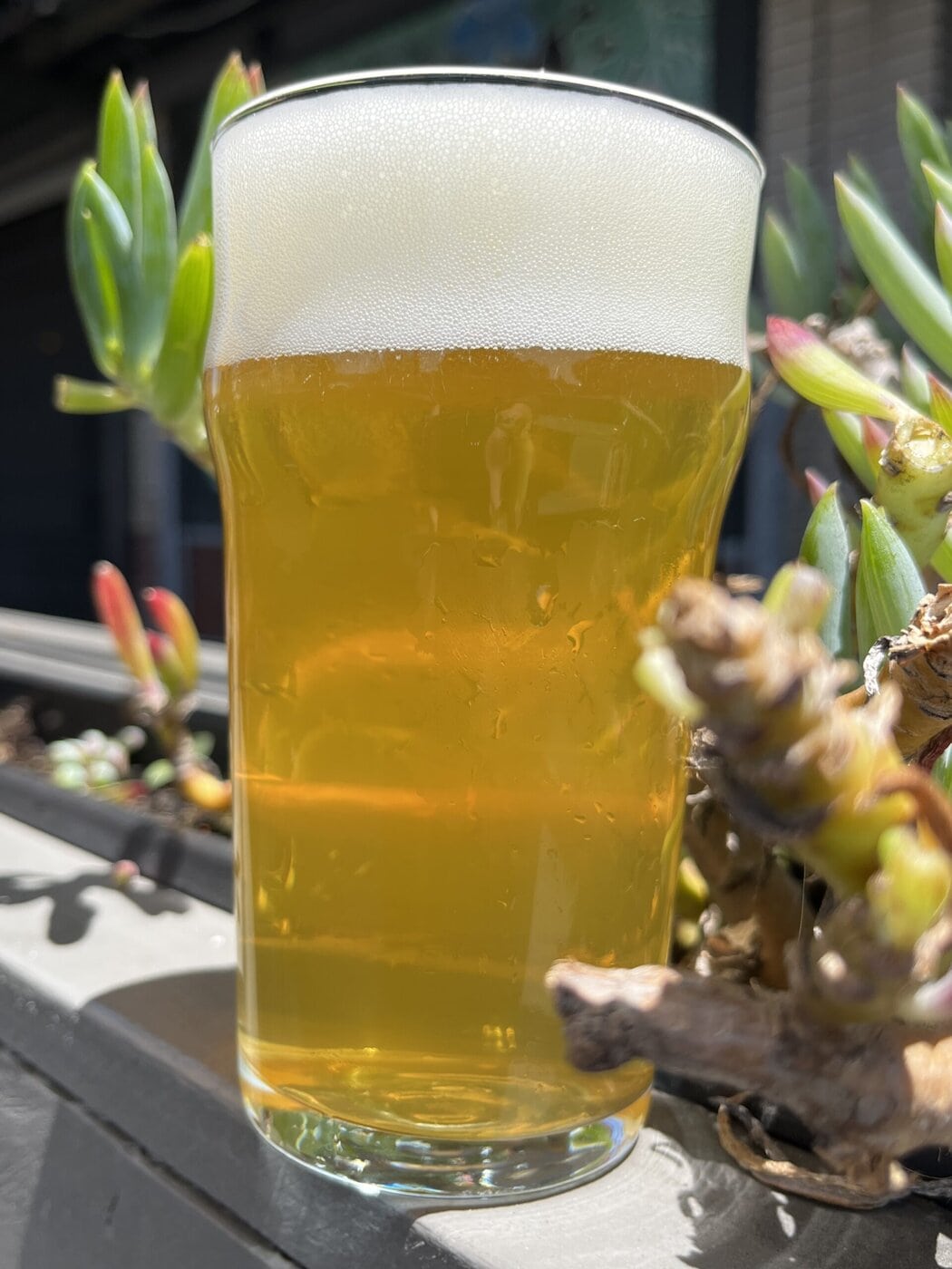 A Pint Glass Filled With Golden, Frothy Beer Sits On A Ledge Outdoors, Surrounded By Bright Sunlight And Succulent Plants.